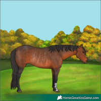 Horse Color:Brown Rabicano  and Brown Rabicano 