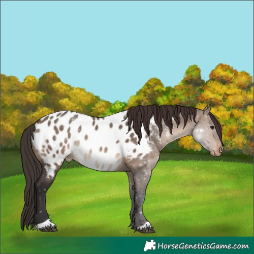 Horse Color:Unknown 