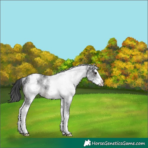 Horse Color:White Spotted Black Splash 