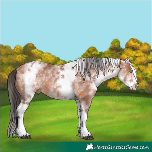 Horse Color:White Spotted Bay Rabicano 