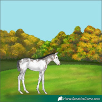 Horse Color:Brown Dun Sabino Splash Frame Appaloosa Rabicano 