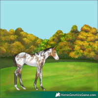 Horse Color:White Spotted Buckskin Frame Appaloosa Rabicano 