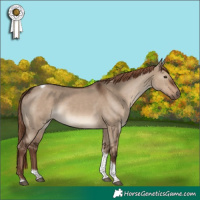 Horse Color:Liver Red Dun Tobiano Rabicano 