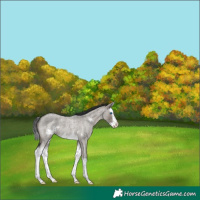 Horse Color:Grullo Roan Splash Frame 