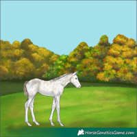 Horse Color:Chocolate Palomino Roan Dun Sabino Splash Leopard Rabicano 