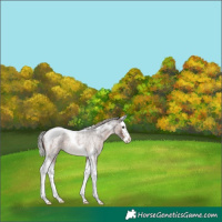 Horse Color:Silver Brown Roan Splash Tobiano Rabicano 