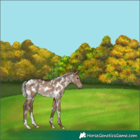 Horse Color:White Spotted Silver Grullo 