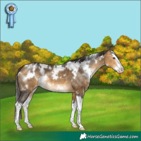 Horse Color:White Spotted Buckskin Splash Appaloosa 