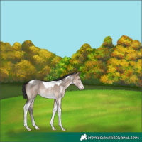 Horse Color:Brown Dun Sabino Tobiano Rabicano 