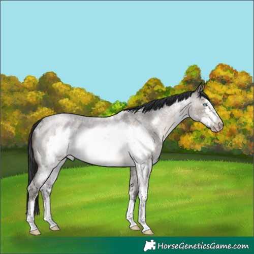 Horse Color:Brown Roan Dun Sabino Frame Rabicano