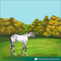 Horse Color:White Spotted Grullo Rabicano