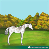 Horse Color:White Spotted Brown Dun Sabino Splash Rabicano 