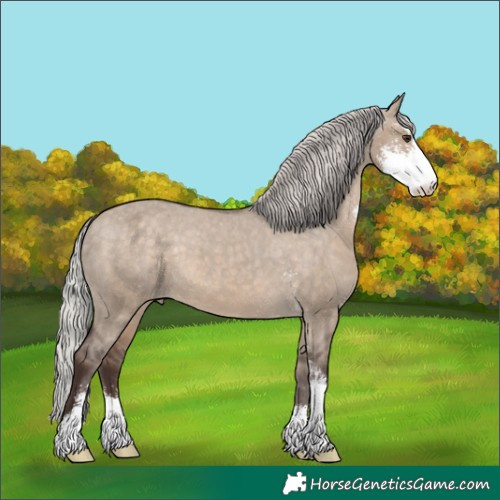 Horse Color:Silver Brown Dun Sabino Appaloosa 