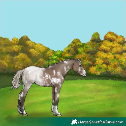Horse Color:White Spotted Silver Grullo Sabino Rabicano 