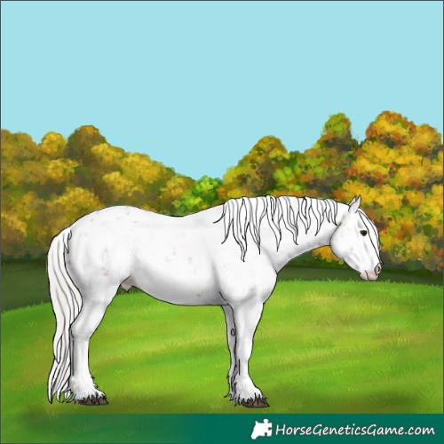 Horse Color:Silver Brown Ice Dun Sabino 