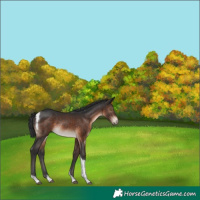 Horse Color:Brown Tobiano Rabicano 