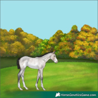 Horse Color:Brown Roan Dun Sabino Frame Rabicano