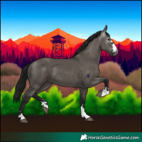 Horse Color:Gray Grullo