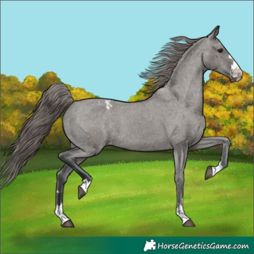 Horse Color:Grullo Appaloosa 