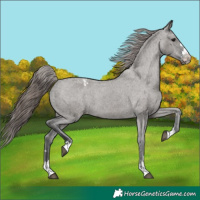 Horse Color:Grullo Appaloosa 