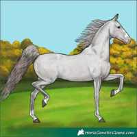 Horse Color:Grullo Varnish 
