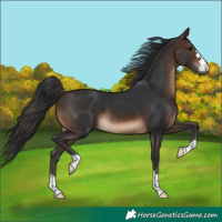 Horse Color:Brown 