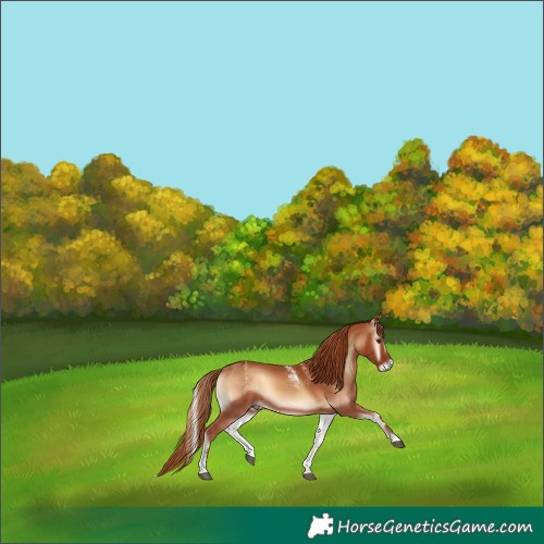 Horse Color:Powder White Red Onyx 