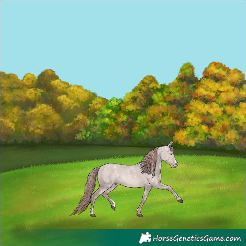 Horse Color:Powder White Platinum Red Dun 