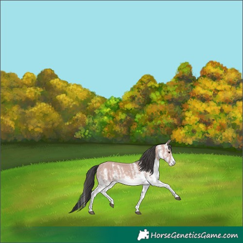 Horse Color:Platinum White Spotted Bay Rabicano 