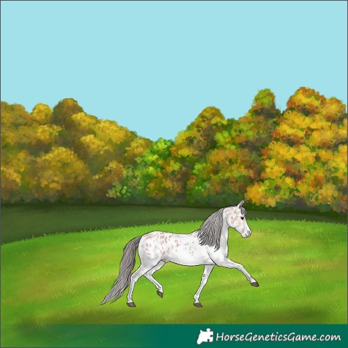 Horse Color:Platinum White Spotted Bay Appaloosa 