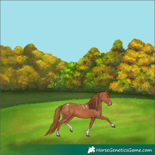 Horse Color:Powder White Chestnut 