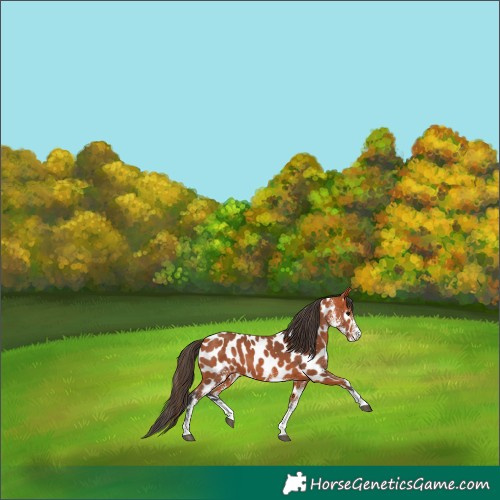 Horse Color:White Spotted Bay Appaloosa 