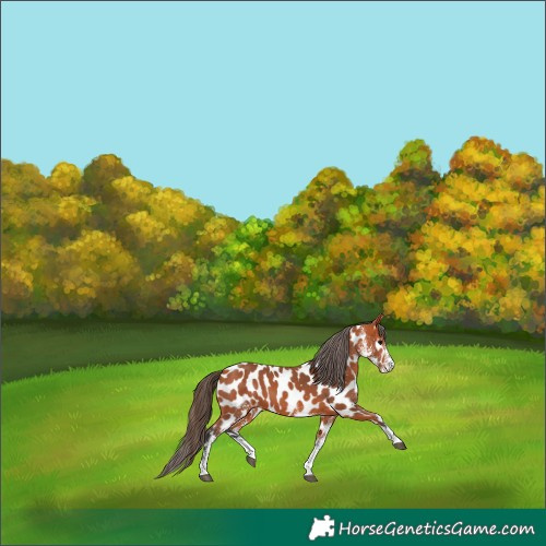 Horse Color:White Spotted Bay Appaloosa 