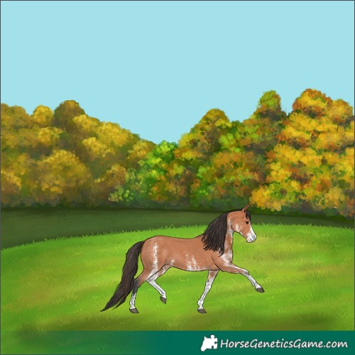 Horse Color:White Spotted Bay 