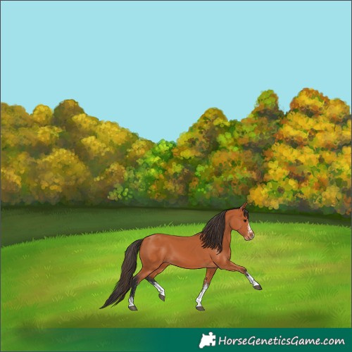 Horse Color:White Spotted Bay 