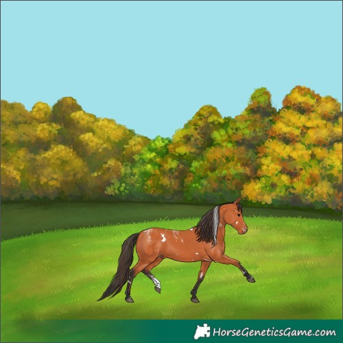 Horse Color:Powder White White Spotted Bay 