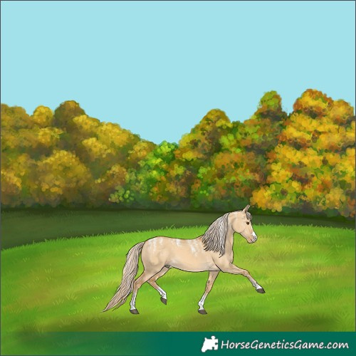 Horse Color:Powder White Palomino Dun 