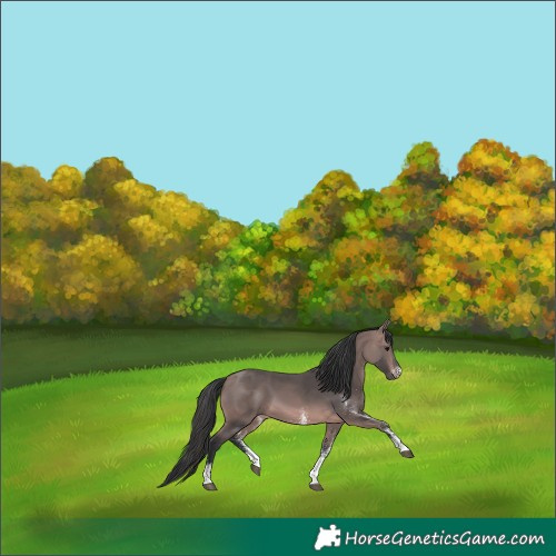 Horse Color:Platinum White Spotted Bay Tobiano 