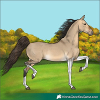 Horse Color:Buckskin Dun Tobiano Rabicano 