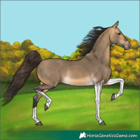 Horse Color:Buckskin Dun Tobiano Rabicano 