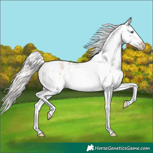 Horse Color:Cremello Dun Appaloosa 