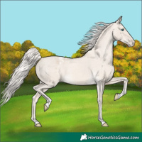 Horse Color:Cremello Dun Varnish 