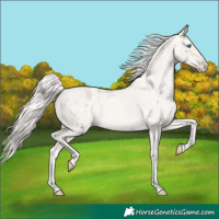 Horse Color:Cremello Dun Appaloosa 