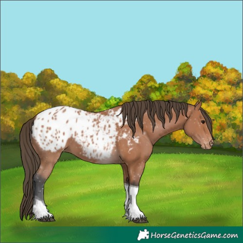 Horse Color:Bay Tobiano Appaloosa 