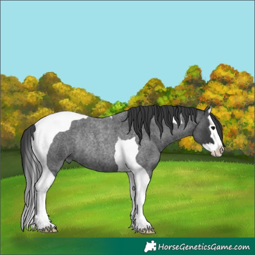 Horse Color:Unknown 