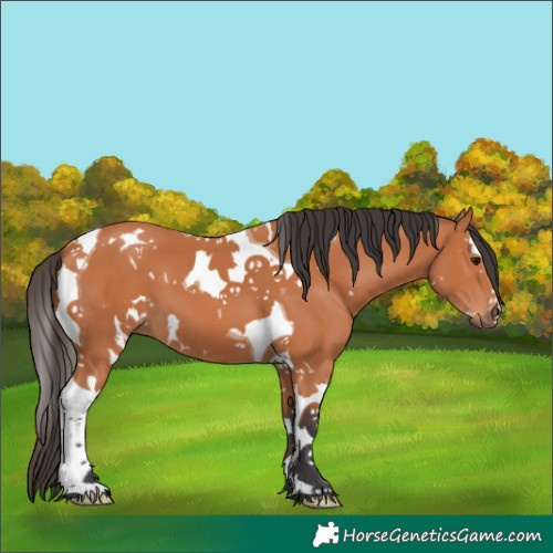 Horse Color:White Spotted Bay Splash Tobiano 