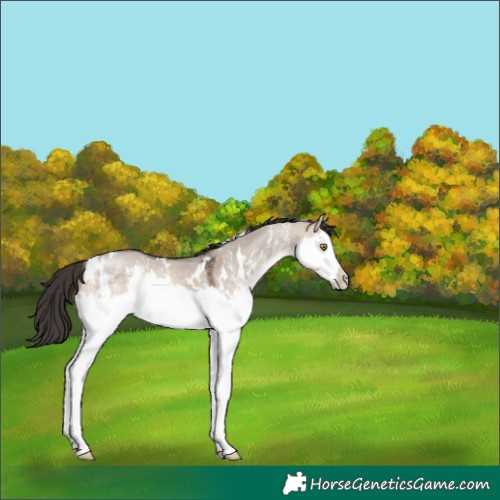 Horse Color:White Spotted Bay Dun Mushroom Sabino Splash 
