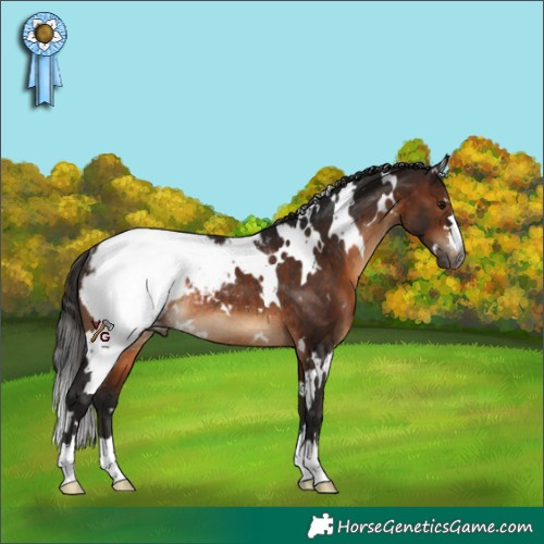 Horse Color:Gray White Spotted Bay Appaloosa Rabicano 