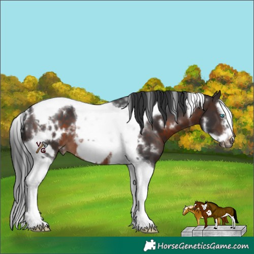 Horse Color:White Spotted Brown Splash Tobiano Frame 