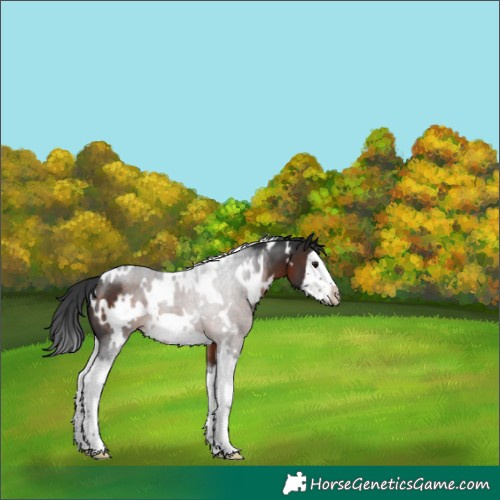 Horse Color:White Spotted Brown Splash Frame Rabicano 